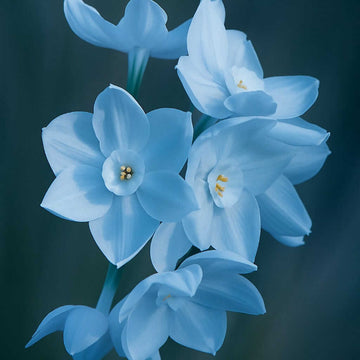 Skyblue Daffodil Seeds