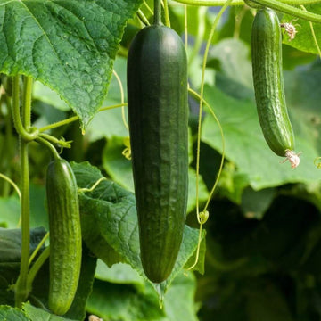 Slicing Cucumber Seeds
