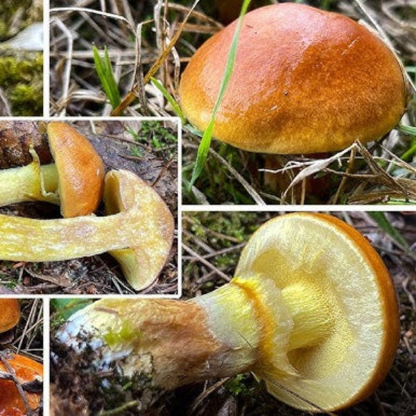 Slippery Jack Mushroom Spawn 