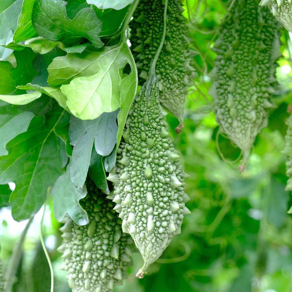 Small Bitter Gourd Seeds