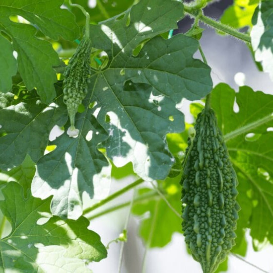Small Bitter Gourd Seeds