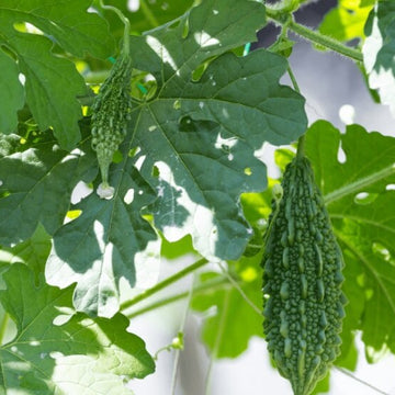 Small Bitter Gourd Seeds
