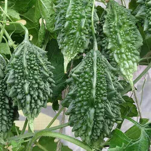 Small Bitter Gourd Seeds