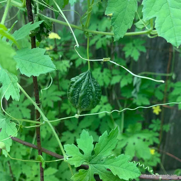 Small Bitter Gourd Seeds