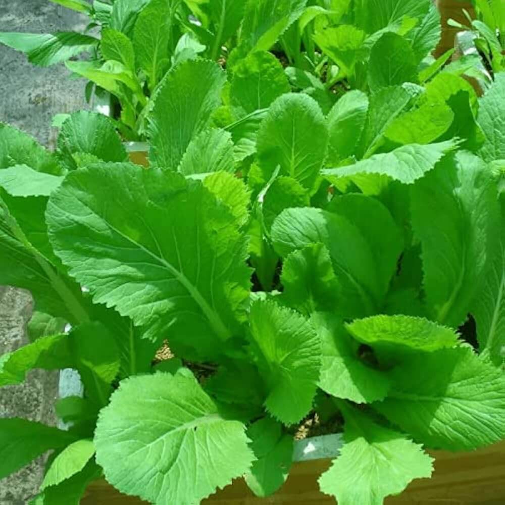 Small Gai Choi Seeds - Vegetable Plant