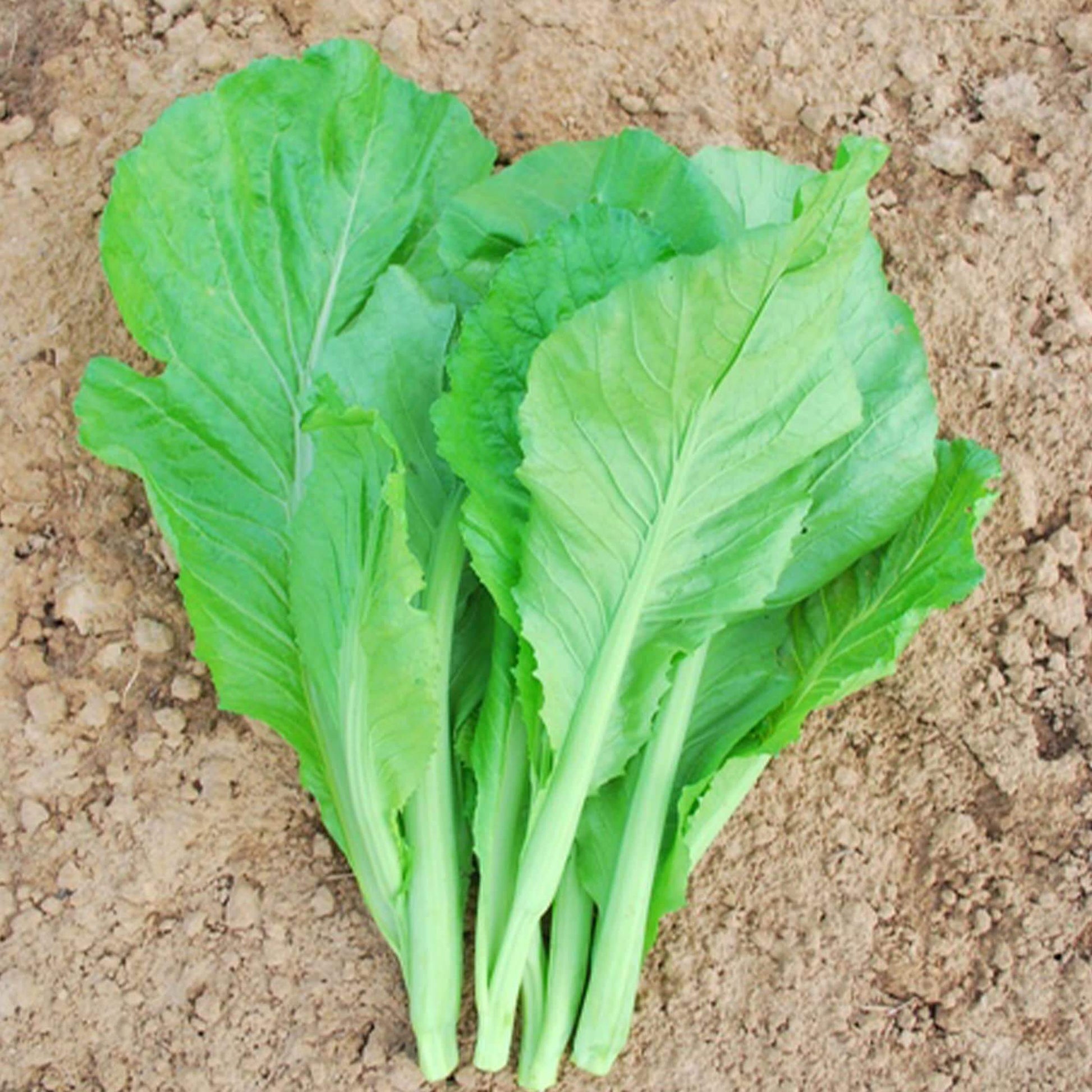 Small Gai Choi Seeds - Vegetable Plant