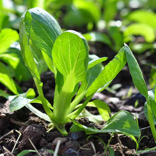 Small Gai Choi Seeds - Vegetable Plant