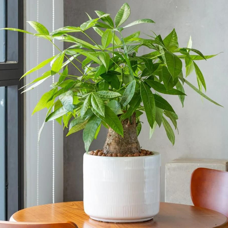 Small Money Tree Seeds