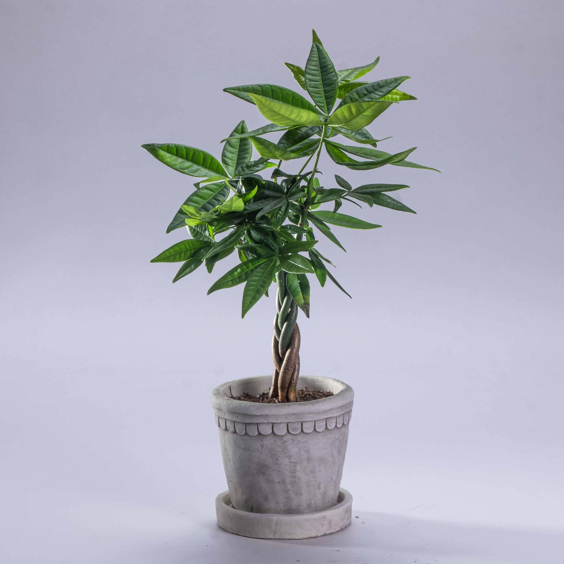 Small Money Tree Seeds