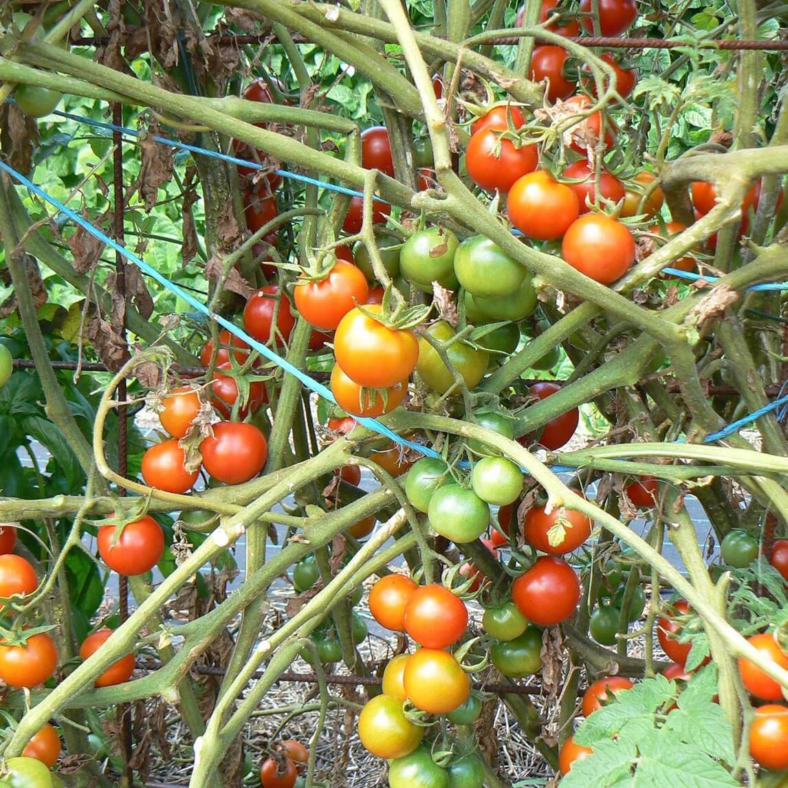 Small Round Tomato Seeds