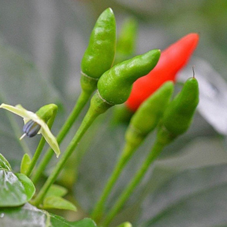 Small Thai Chili Hot Pepper Seeds - Vegetable Plant
