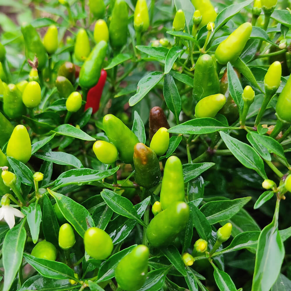 Small Thai Chili Hot Pepper Seeds - Vegetable Plant