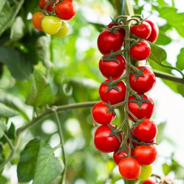 Snack Size Tomato Plants Seeds