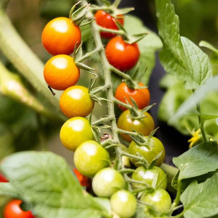 Snack Size Tomato Plants Seeds