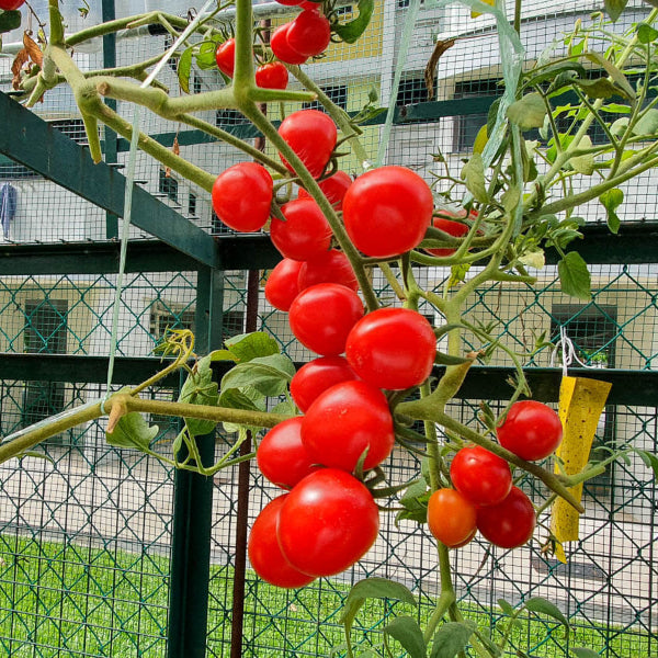 Snack Size Tomato Plants Seeds