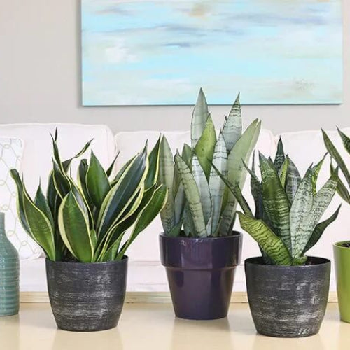 Snake Plant Seeds for Planting