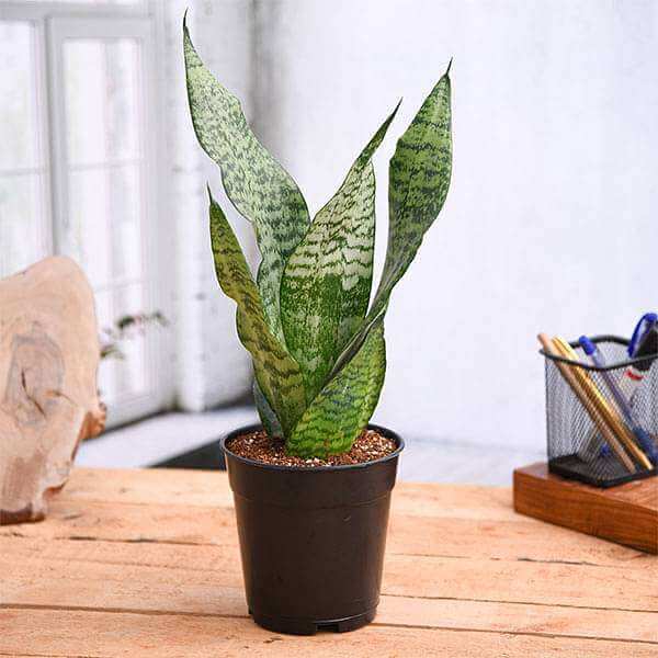Snake Seeds - Flower Plant for Home Gardens