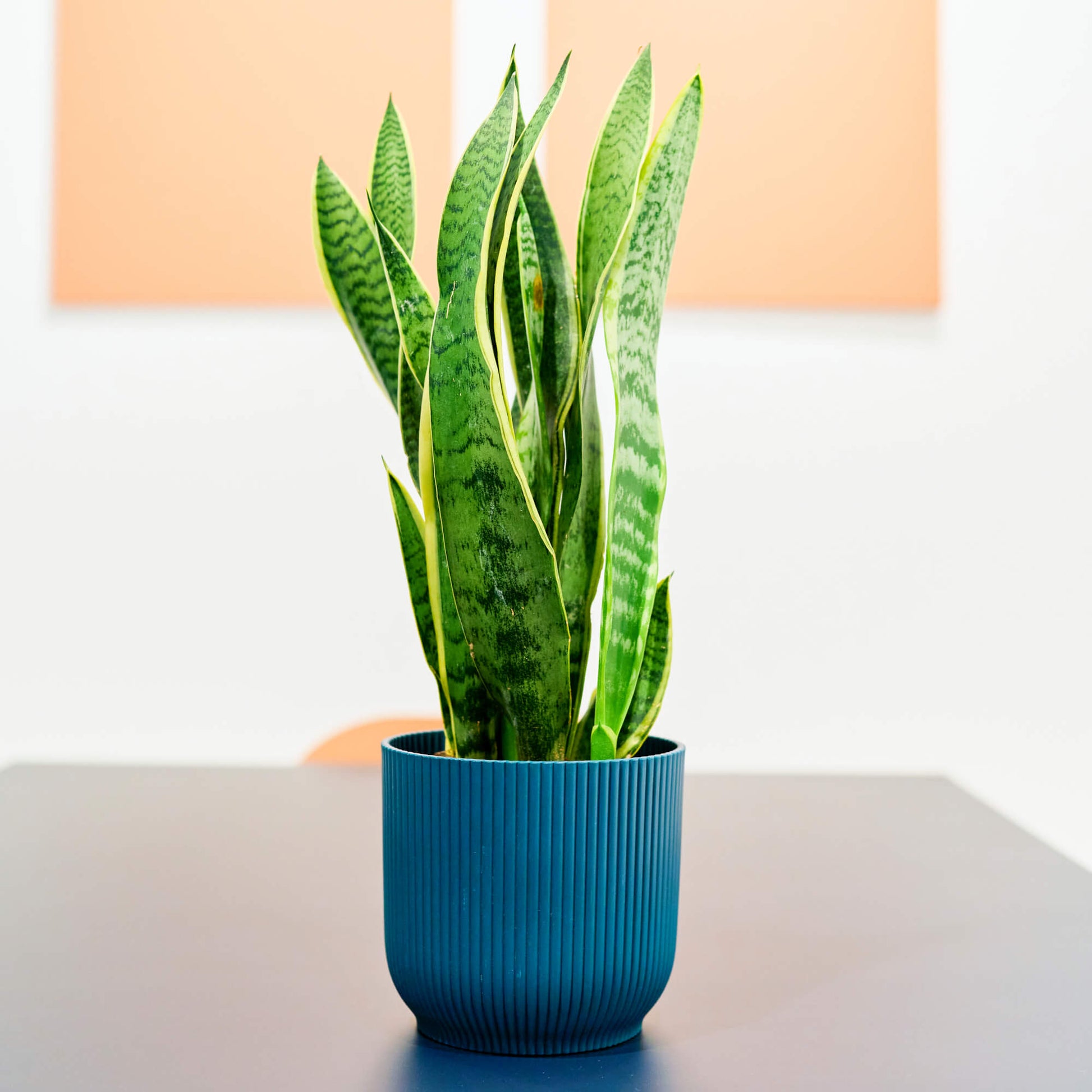 Snake Seeds - Flower Plant for Home Gardens