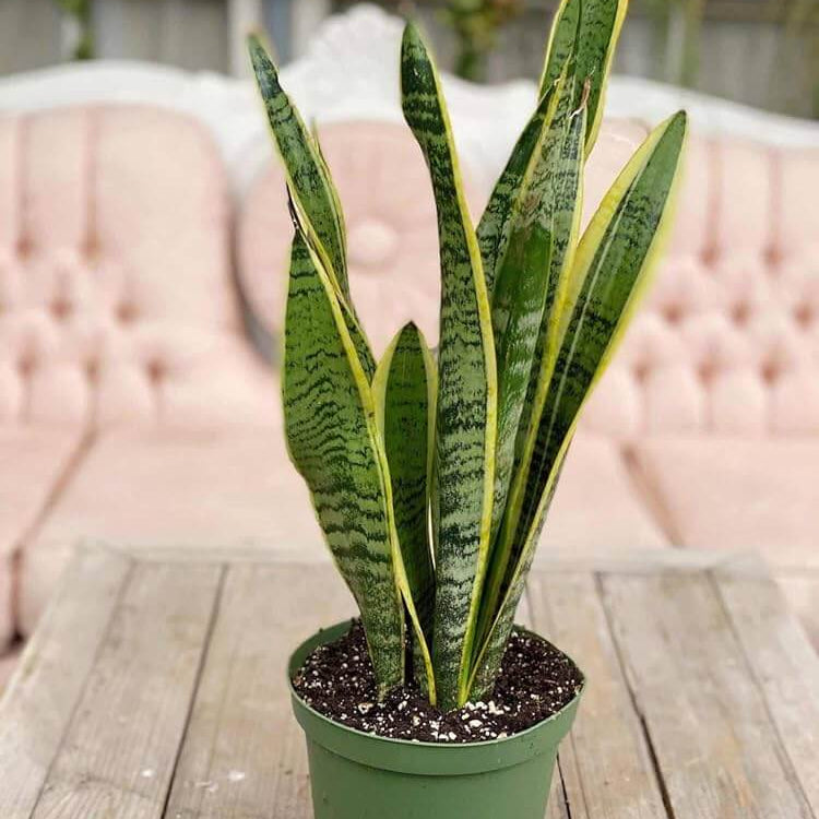 Snake Seeds - Flower Plant for Home Gardens