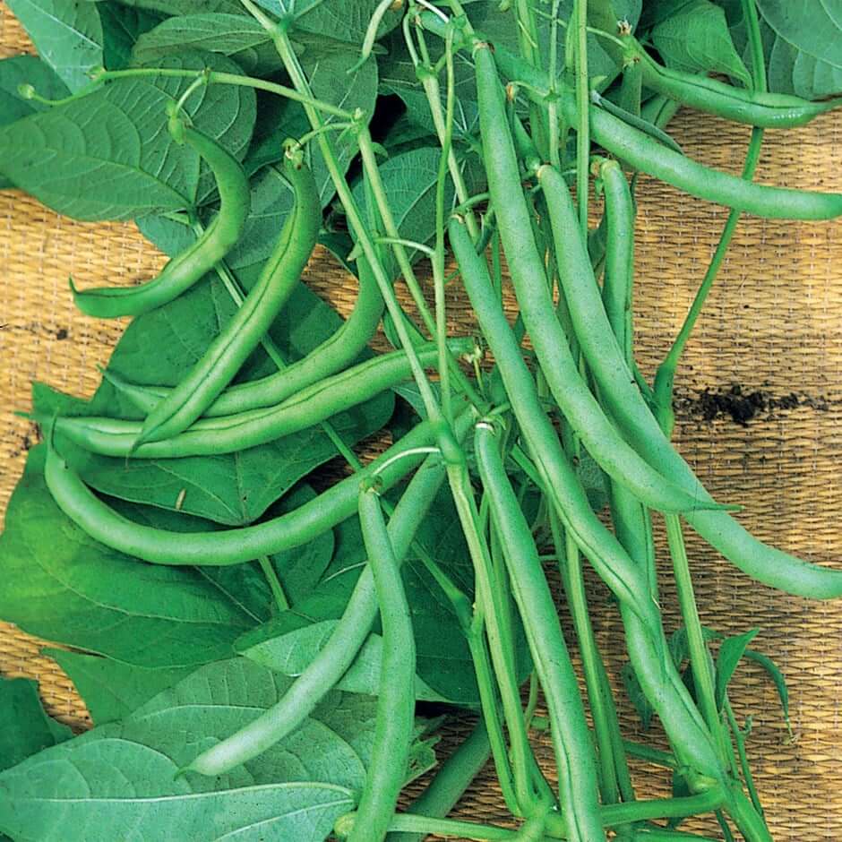 Snap Bean Seeds - Green