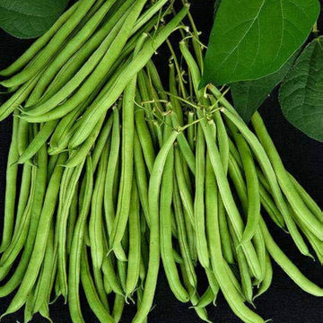 Snap Bean Seeds - Green