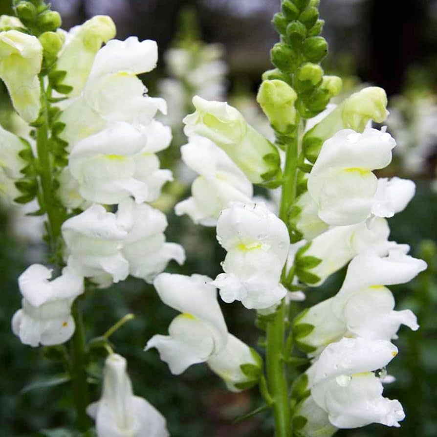 Snapdragon Seeds – Lemon Sherbet