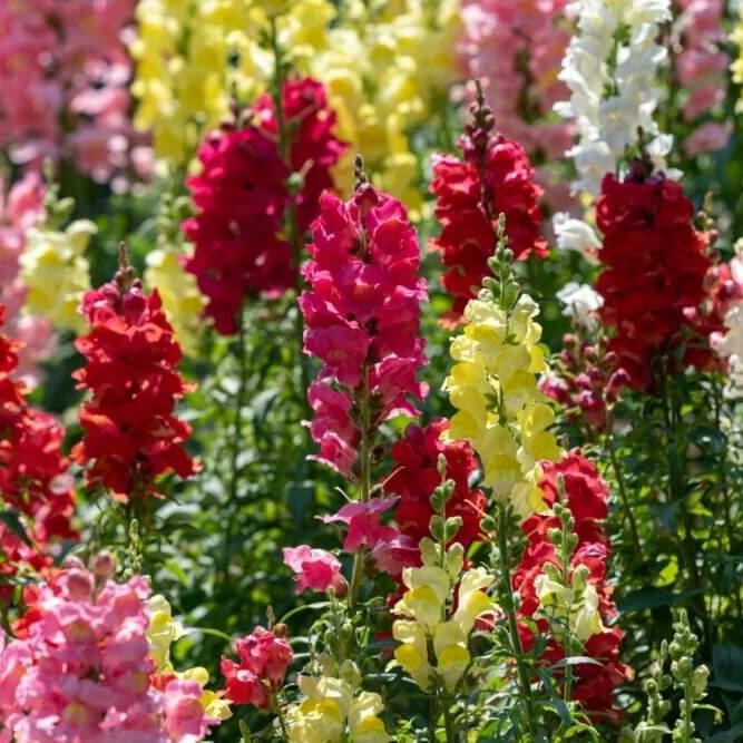 Snapdragon Seeds
