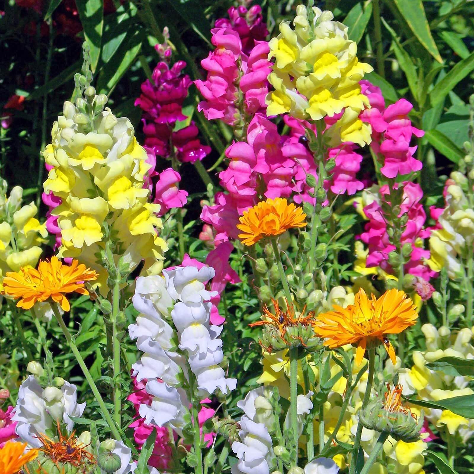 Snapdragon Seeds