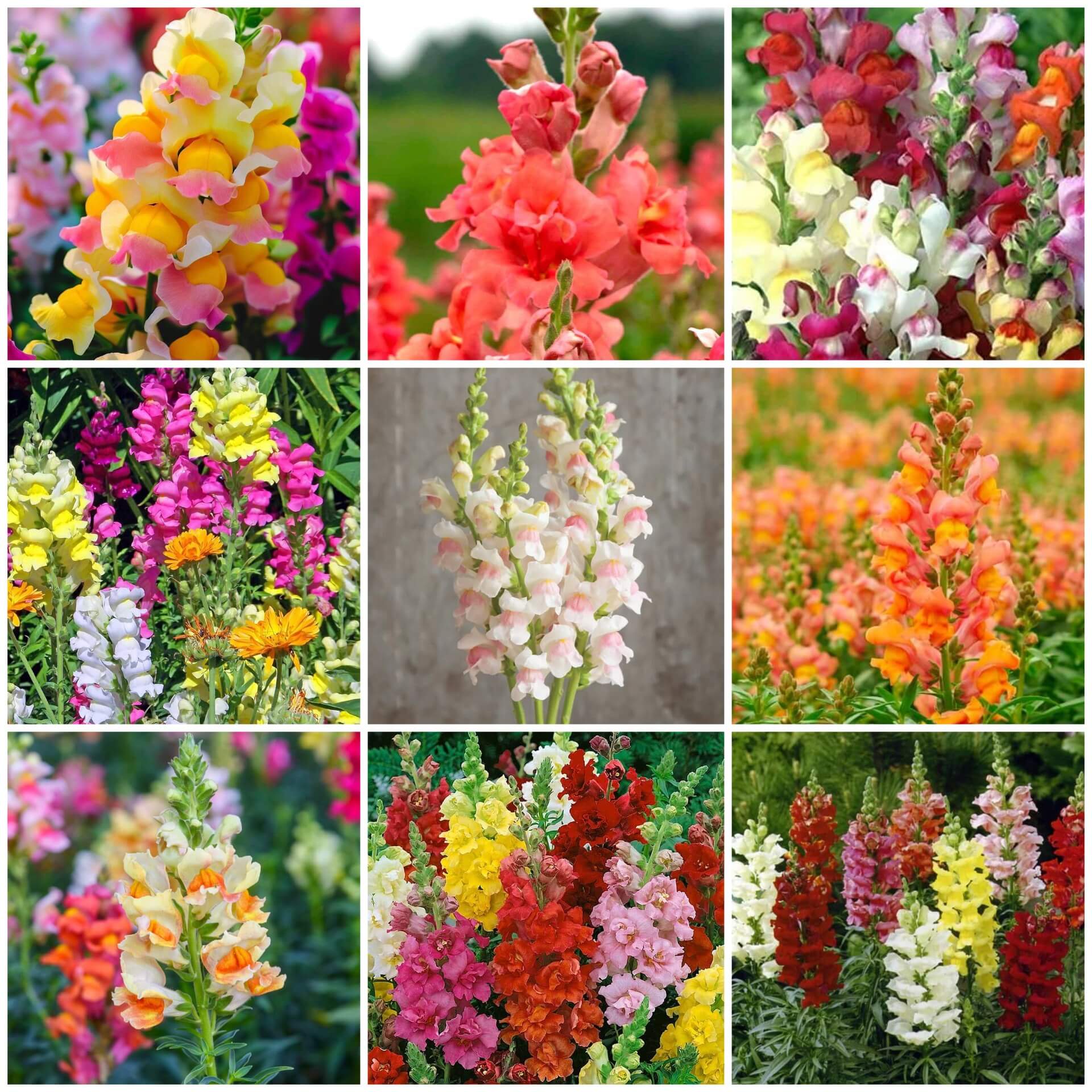 Snapdragon Seeds - All In One For Home Gardens