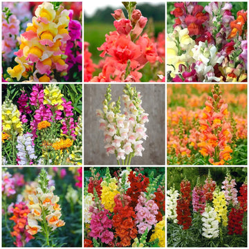 Snapdragon Seeds - All In One For Home Gardens