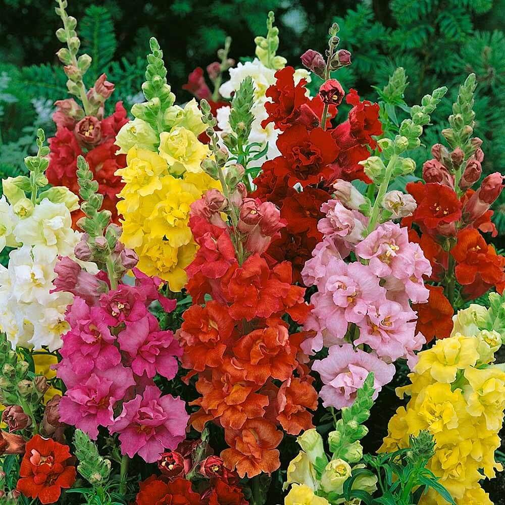 Snapdragon Seeds - All In One For Home Gardens