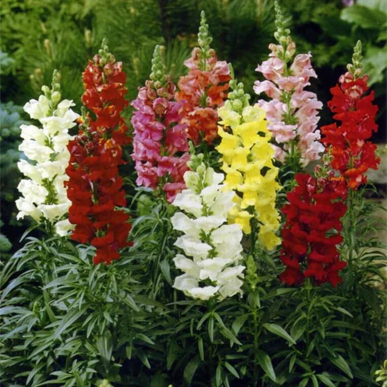 Snapdragon Seeds - All In One For Home Gardens