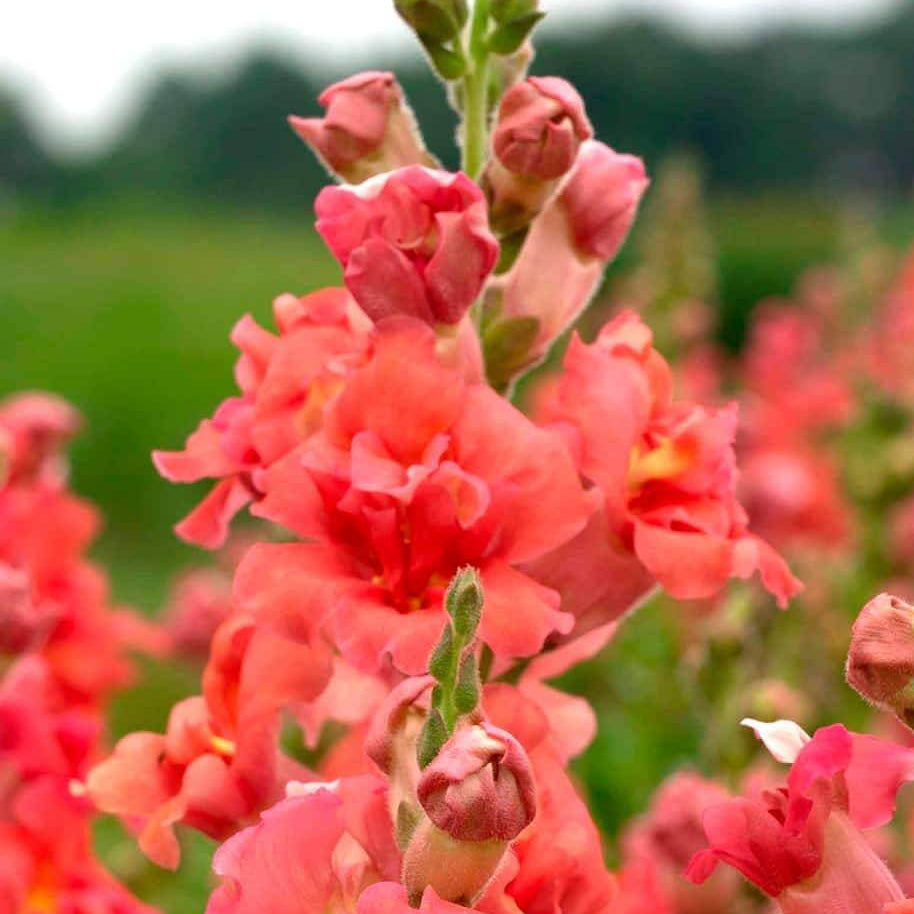 Snapdragon Seeds - All In One For Home Gardens