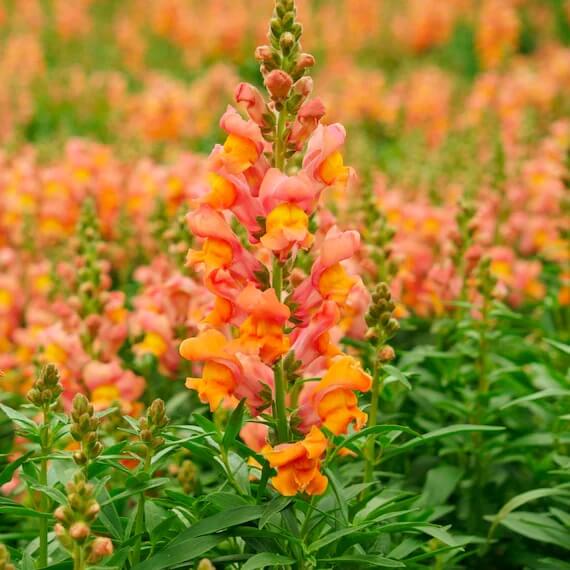 Snapdragon Seeds - All In One For Home Gardens