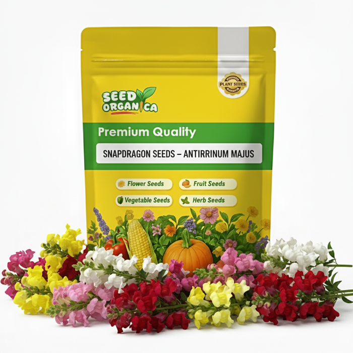 Snapdragon Seeds – Antirrhinum Majus
