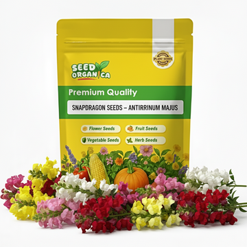 Snapdragon Seeds – Antirrhinum Majus