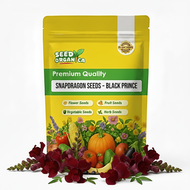 Snapdragon Seeds – Black Prince