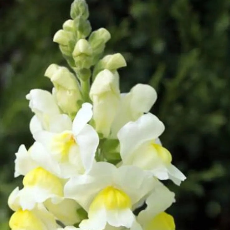 Snapdragon Seeds – Lemon Sherbet