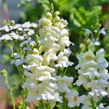 Snapdragon Seeds – Lemon Sherbet