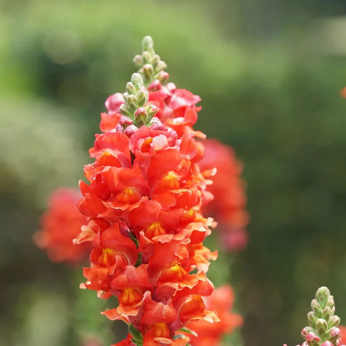 Snapdragon Seeds – Orange