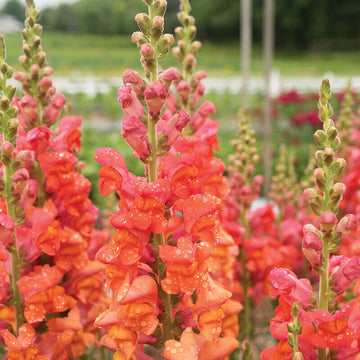 Snapdragon Seeds – Orange