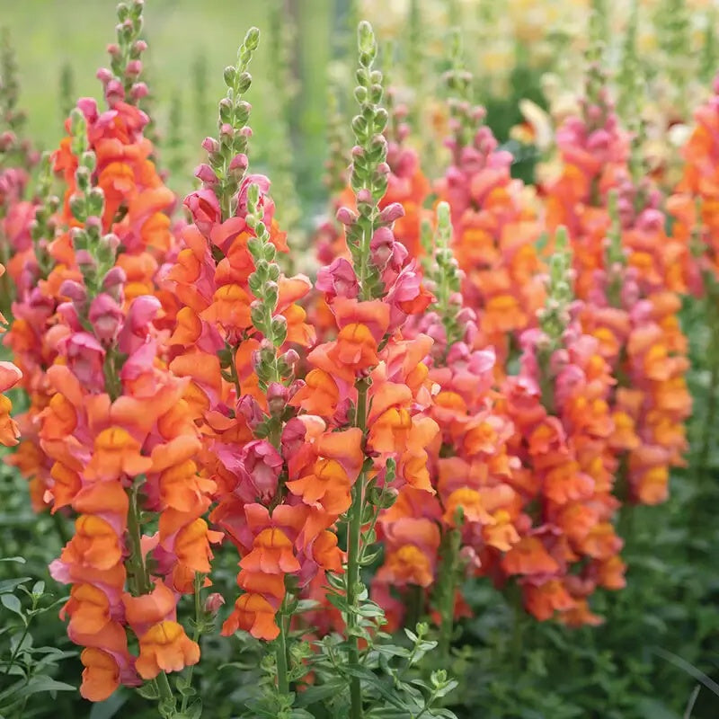 Snapdragon Seeds – Orange