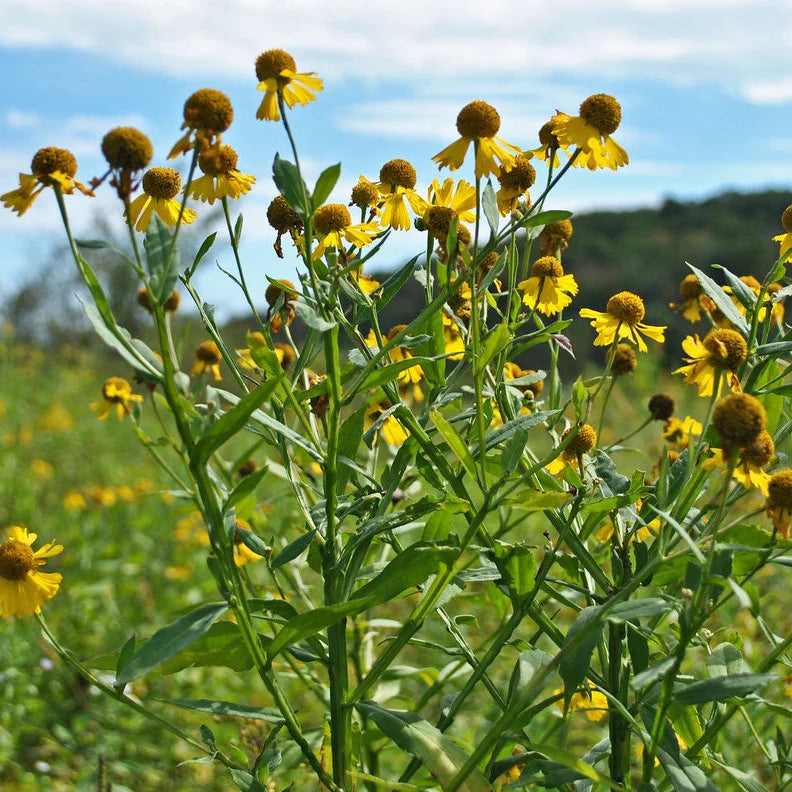Sneezeweed Seeds