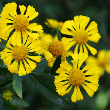 Sneezeweed Seeds