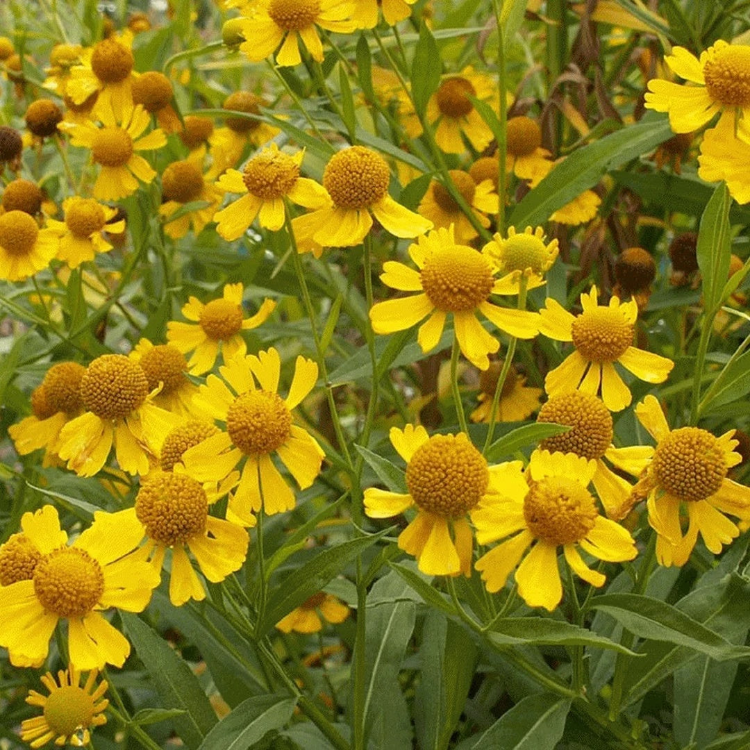 Sneezeweed Seeds