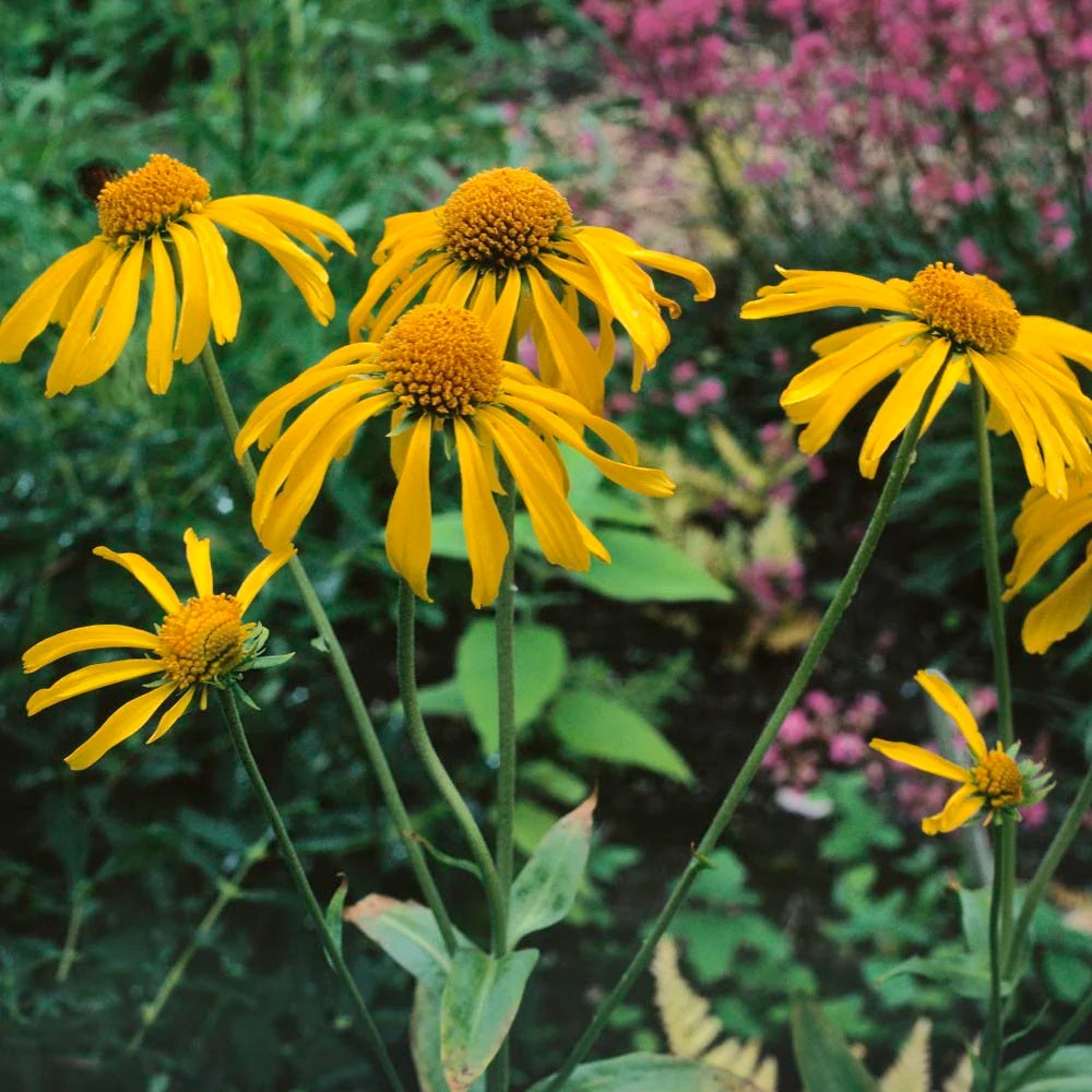 Sneezeweed Seeds