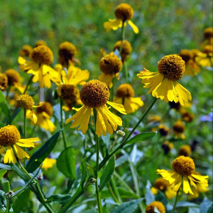 Sneezeweed Seeds
