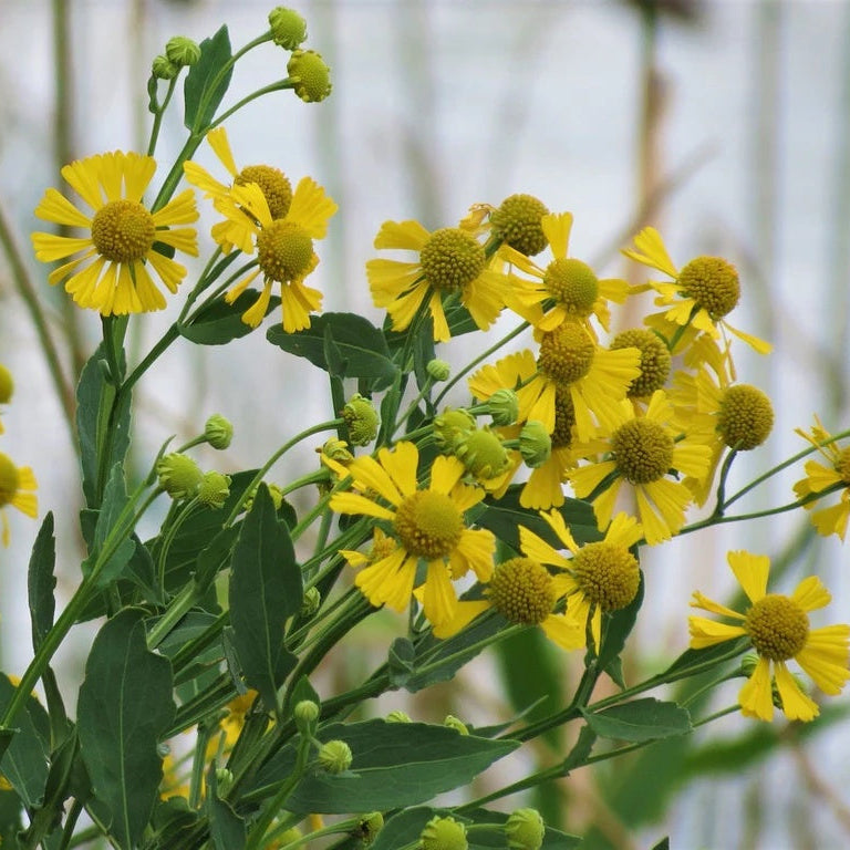 Sneezeweed Seeds