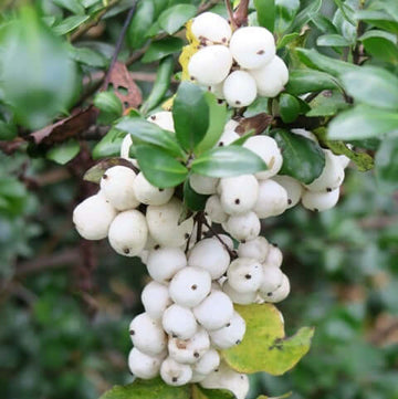 Snow Berry Seeds – White
