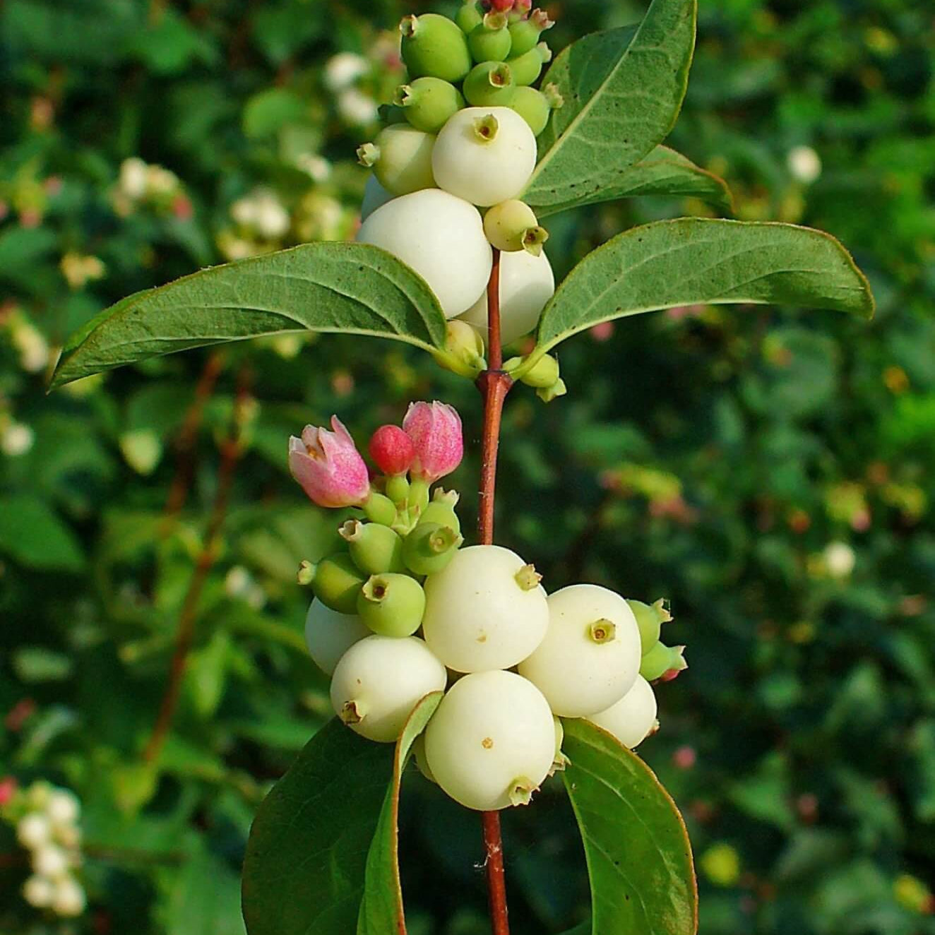Snow Berry Seeds – White